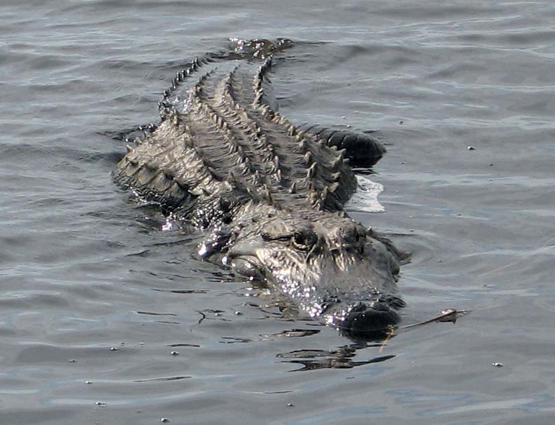Gator in Lake Okeechobee Gator in Lake Okeechobee
