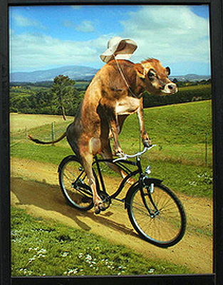 cow on a bicycle mls Lost on Your Bike Tour? Ask a Cow for Directions