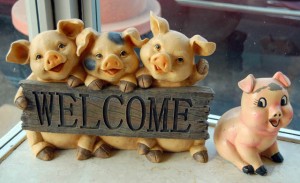 Pigs in window of Wib's Barbecue in Jackson MO