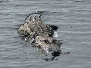 Gator on Lake Okeechobee Scenic Trail (LOST)