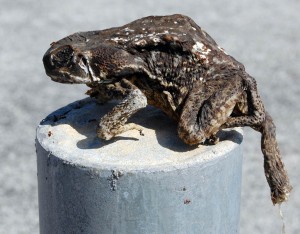 dried-frog