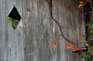 Colorful vines grow up the backside