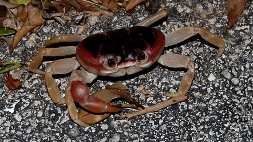 Land Crab on Lake Trail in Palm Beach, FL
