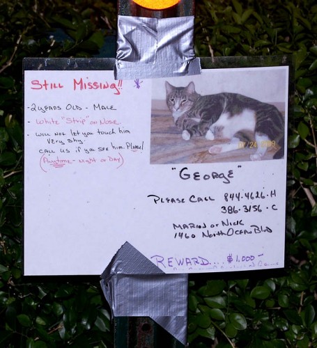 1000 dollar reward for missing cat in Palm Beach