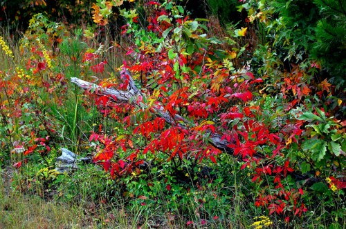 Bushes at Coon Dog Graveyard