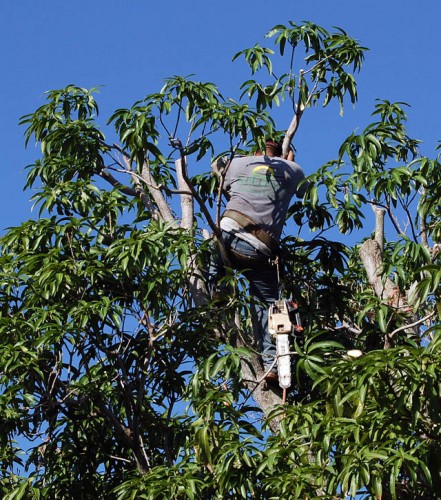 Kelley Tree Service Tree Trimmer in mango tree