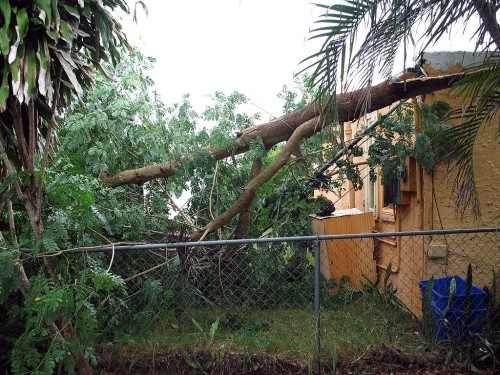 Tree across power lines