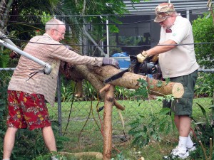 Cleaning up downed tree with chain saw