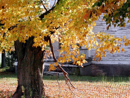 Leaves in Cape Girardeau, MO