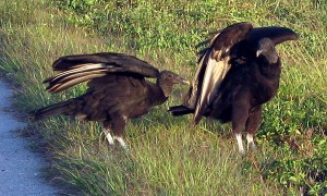 Vultures along Lake Okeechobee Scenic Trail