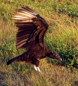 Vulture photographed on Lake Okeechobee Scenic Trail