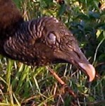 Vulture taken on the Lake Okeechobee Scenic Trail