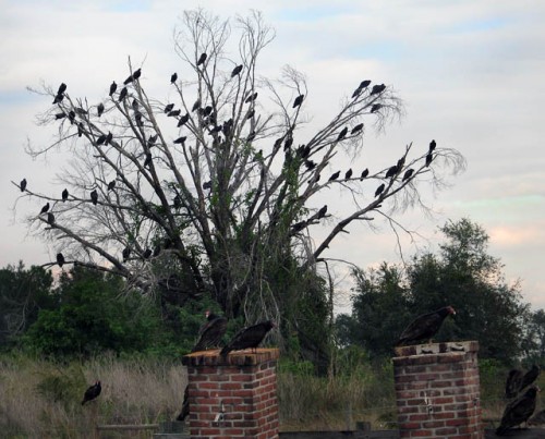 Vultures in tree along SR 76 in Florida