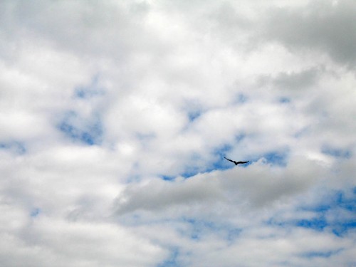 Vulture in sky near Pahokee on the Lake Okeechobee Scenic Trail