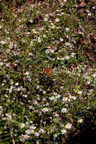 Butterfly near Wittenberg, MO