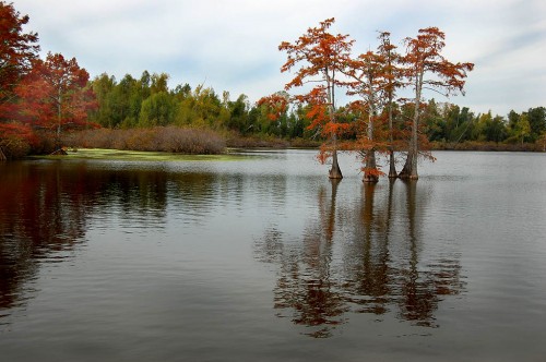 Cypress Tree in Horseshoe Lake in Southern Illinois