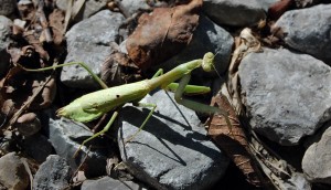 Mantis DSC_3639