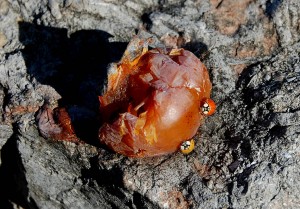 Lady Bugs on persimmon