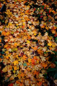 Fallen Leaves at Steinhoff residence in Cape Girardeau, MO