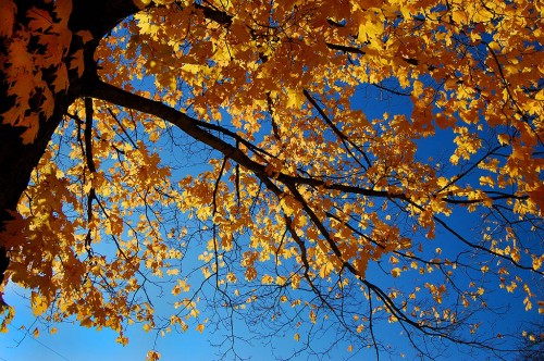 Leaves at Southern Kumfort on Kentucky Lake