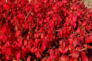 Red leaves found along Broadway in Cape Girardeau, MO