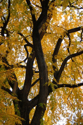 Tree in front of Mark Steinhoff's house in St. Louis, near the Botanical Gardens